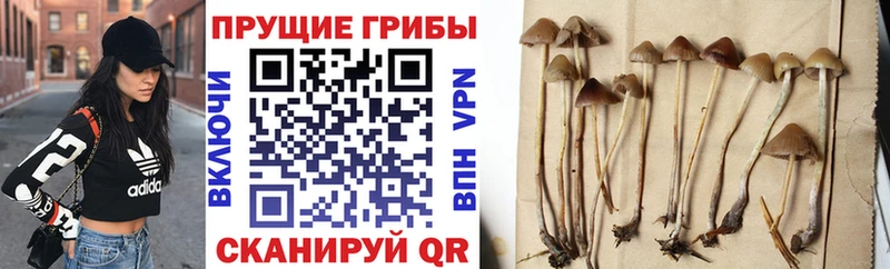 Псилоцибиновые грибы GOLDEN TEACHER Хилок